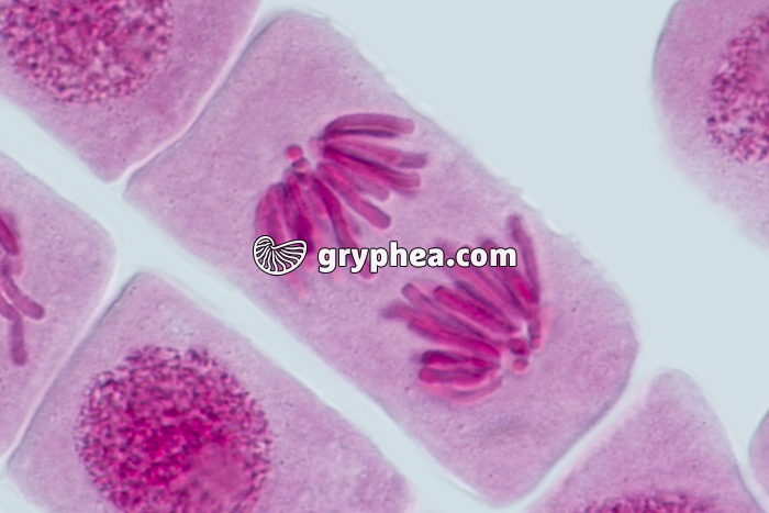 Mitose racine d'Ail ANAPHASE x640 - gryphea.org